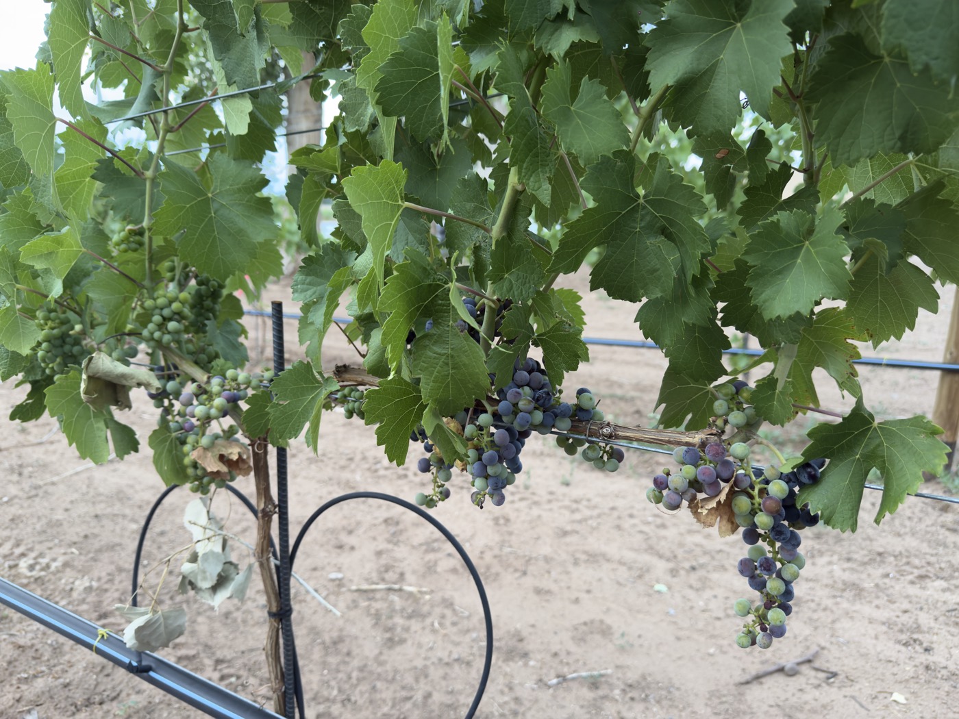 Grape cluster mid-veraison, turning from green to purple