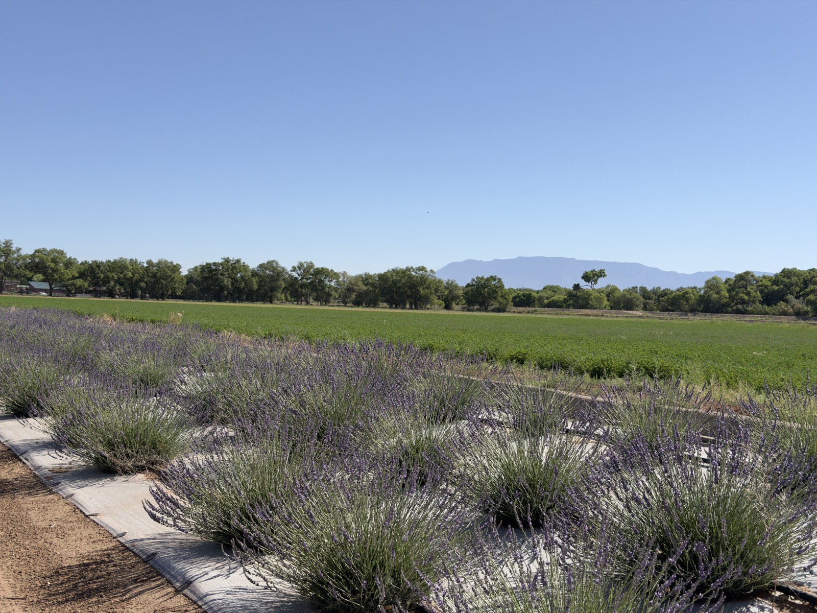 Lavender rows in full purple bloom with the Sandia Mountains rising beyond the fields