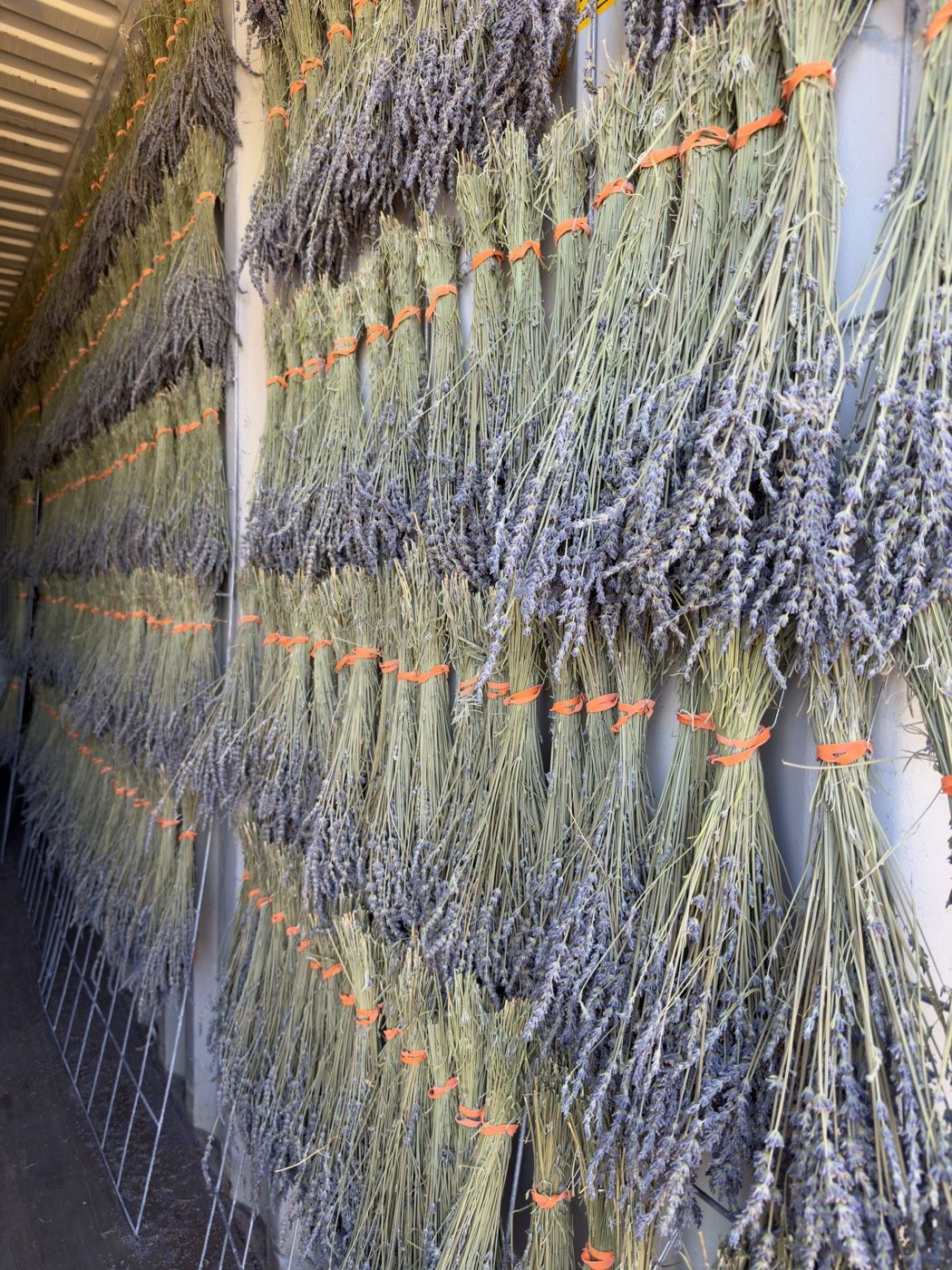 Bundled lavender hanging in rows to dry