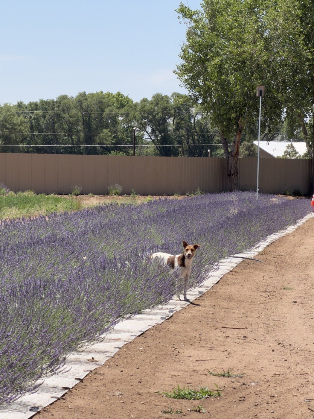 Hazel, a white and brown Kelpie mix, standing in a row of blooming lavender