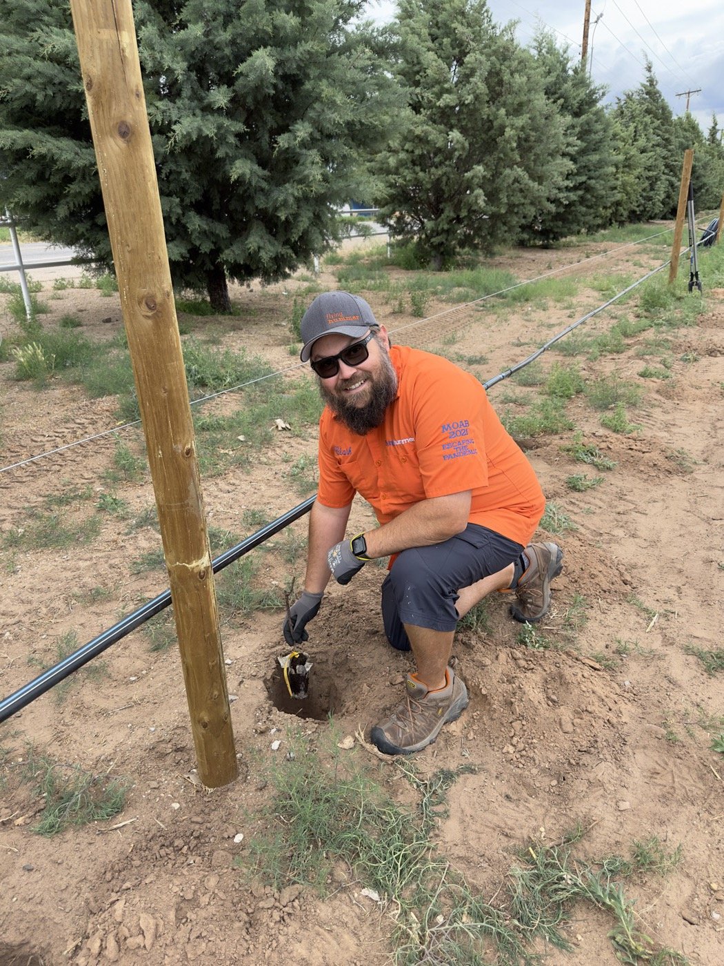 Planting the final vine of our first year of planting, beside a trellis post