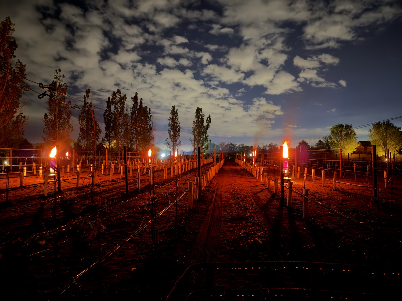 Rows of smudge pots burning in the vineyard at night