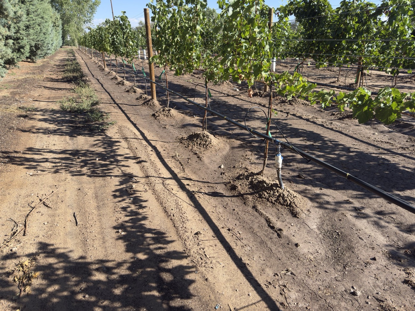 Wide view of Pajarito Vineyards with roses planted at the row ends