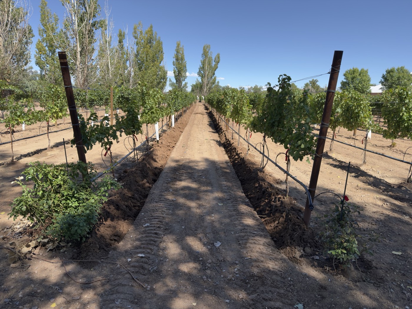 Freshly trenched vine rows during irrigation work