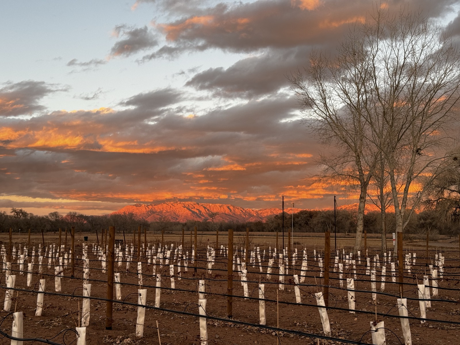 Pink alpenglow on the Sandia Mountains over the young vineyard