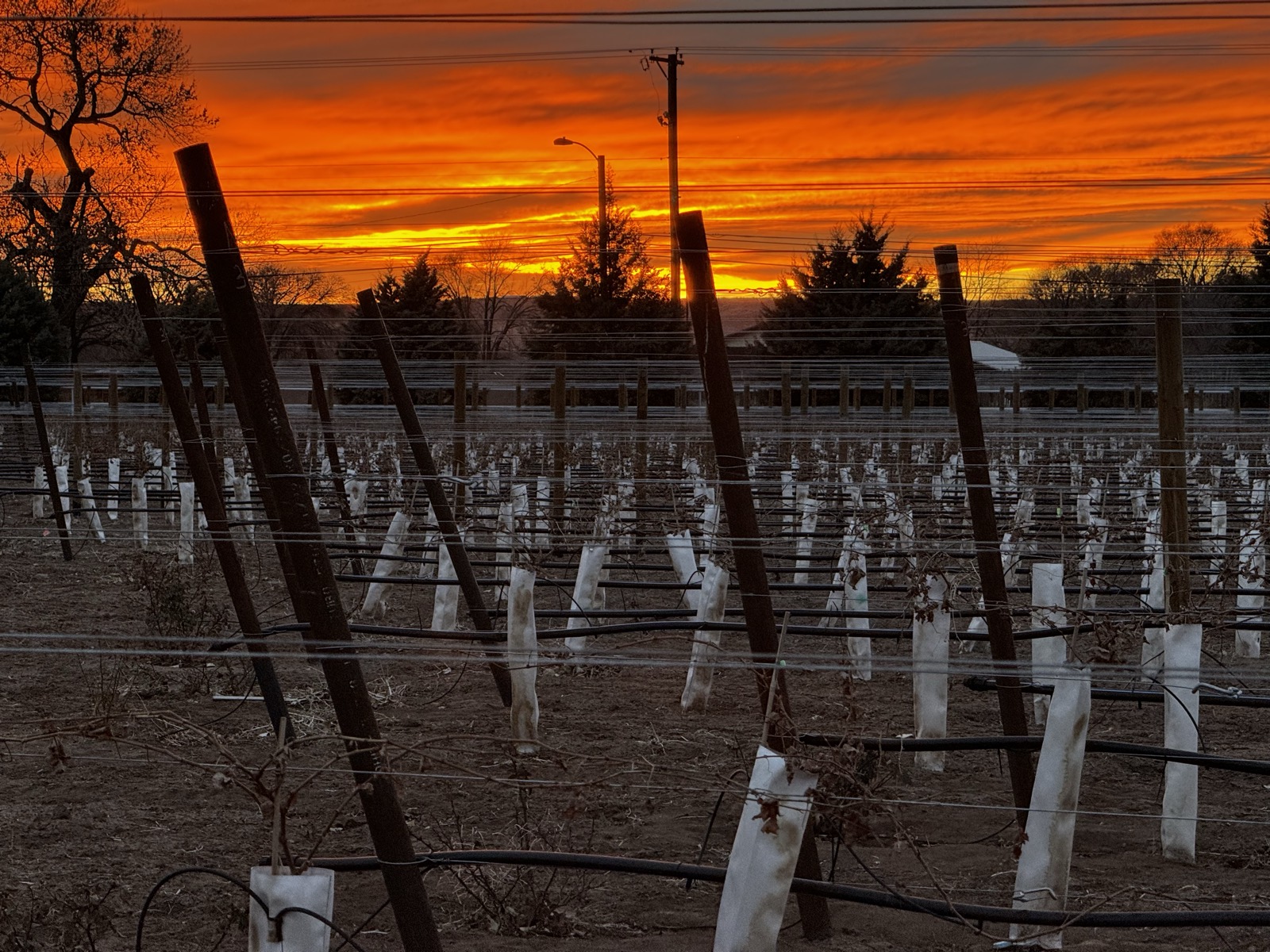 Winter sunset blazing over the dormant vineyard